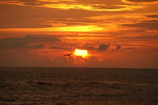 Brown Pelican and Sunset over the Pacific Ocean