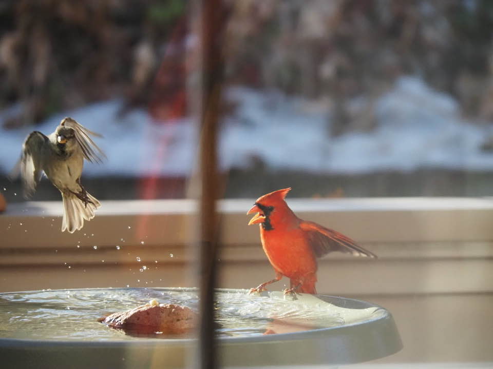A cardinal and a sparrow frocklicking in the bird bath